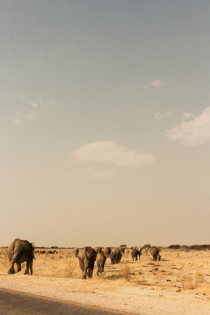 Elephant House