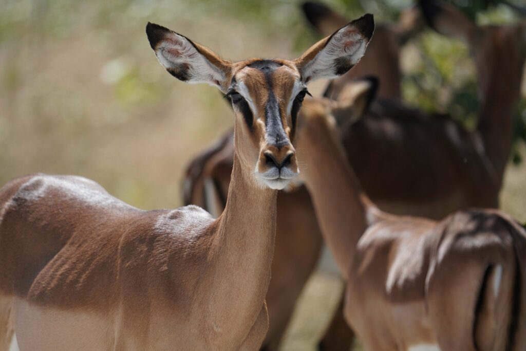 Namibie en Solitaire
