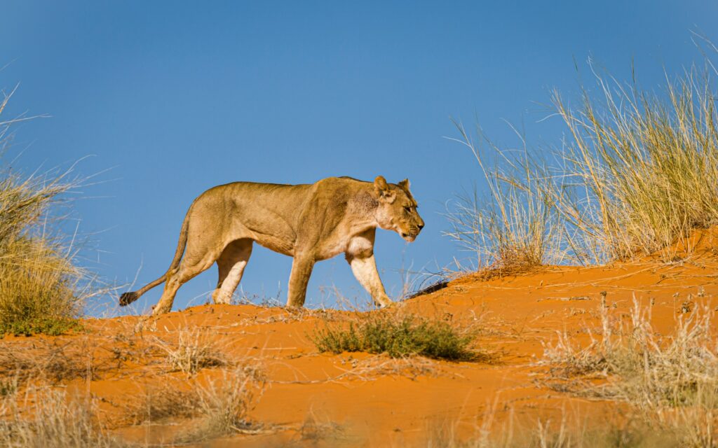 Aventures et déserts en Afrique du Sud
