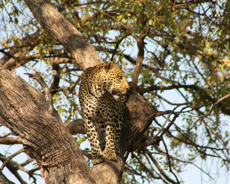 Immersion au Botswana – 8 jours