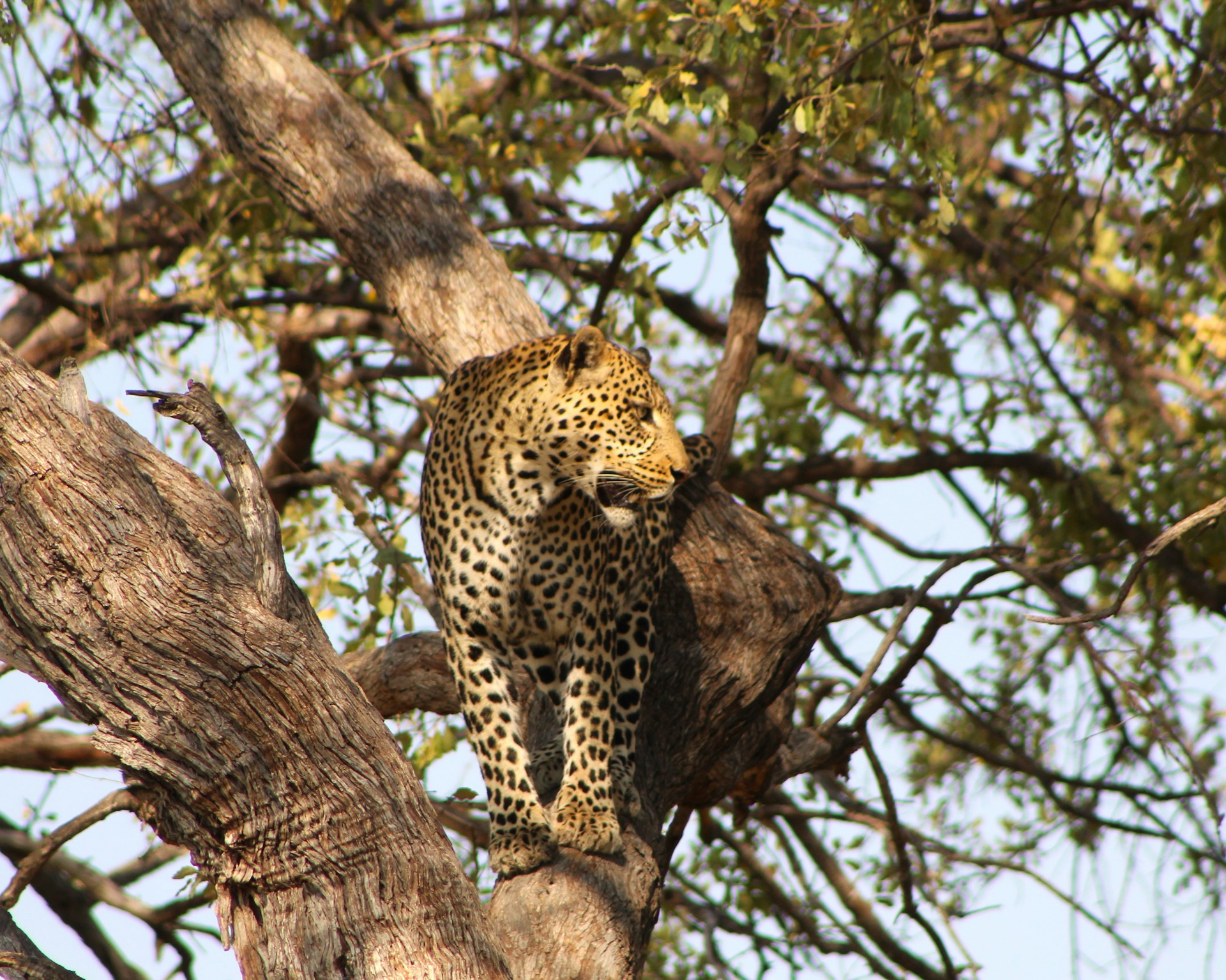 Moremi