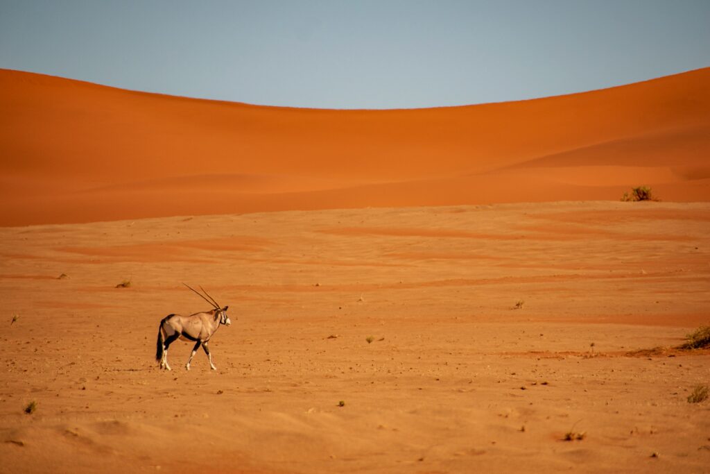 NAMIB DESERT LODGE