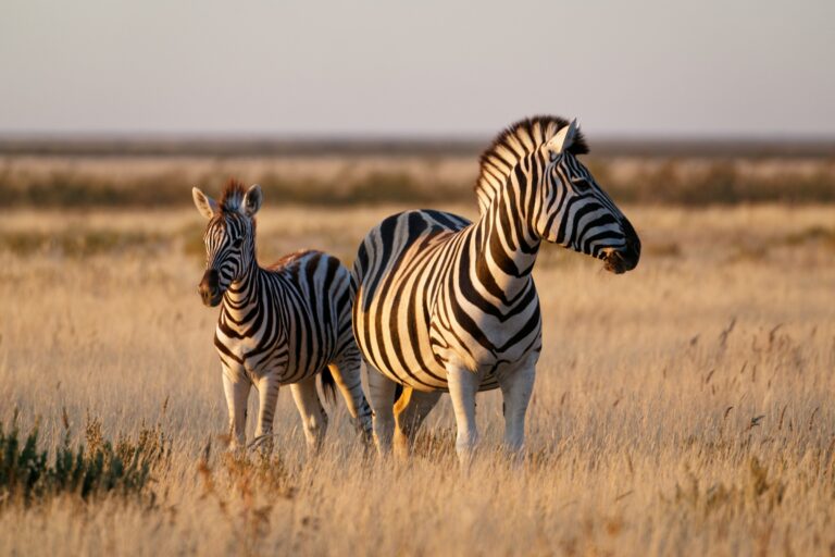 Namibie en Solitaire
