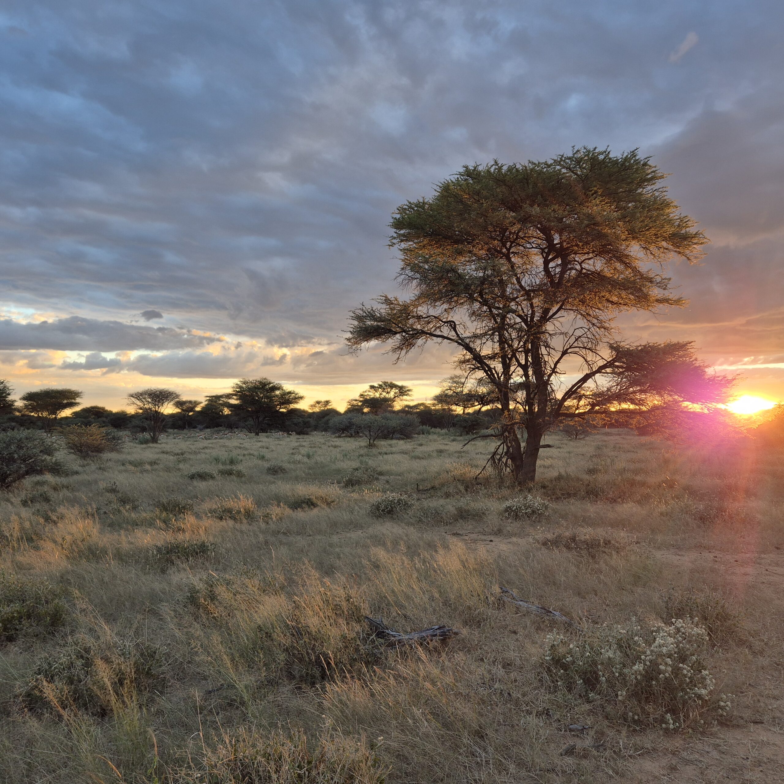 Prénom Nom, Rôle — Tourmaline Safaris