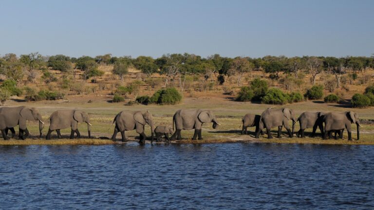 Immersion au Botswana