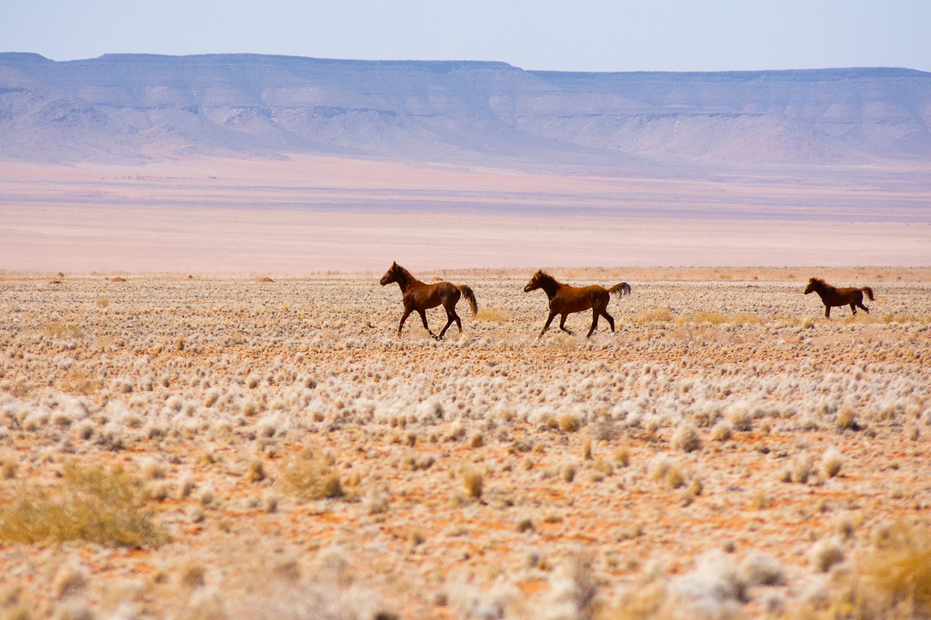 Namib-Naukluft à cheval