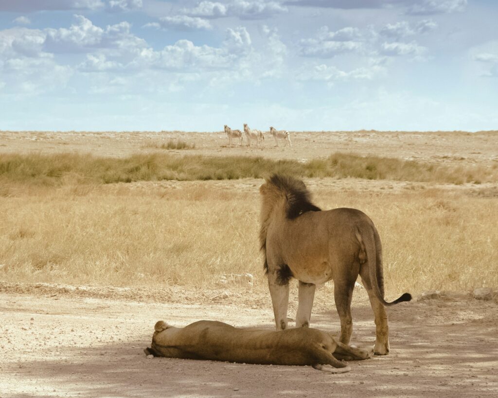 Observer la faune d’Afrique australe