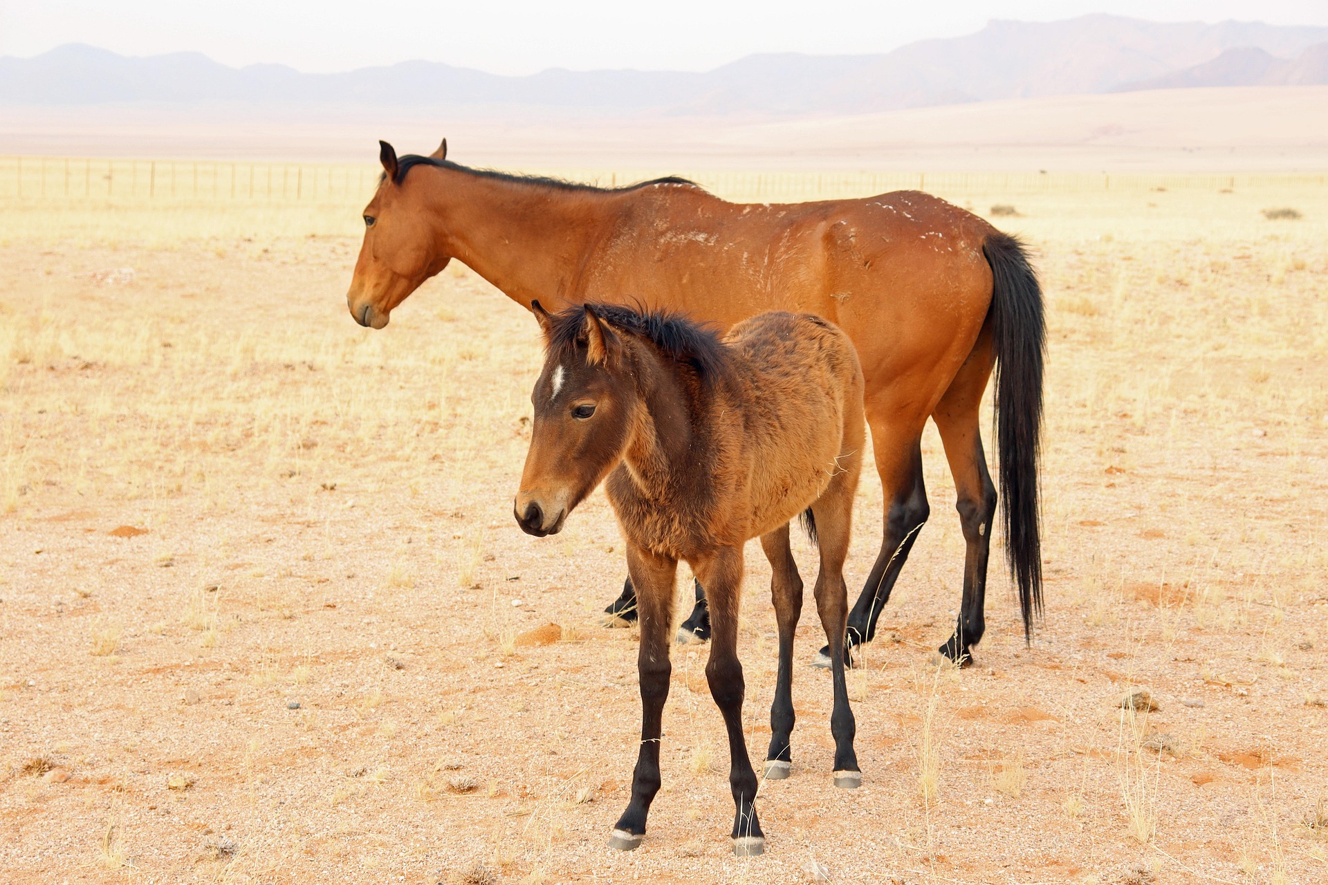 Le Damaraland à cheval