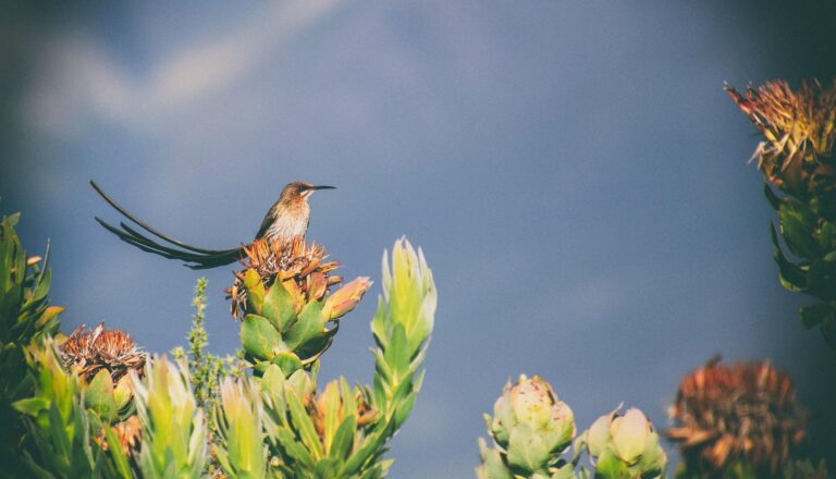 Route des Jardins et Safaris