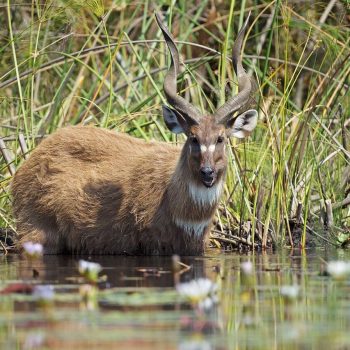 Camp-Okavango-Sitatunga_preview