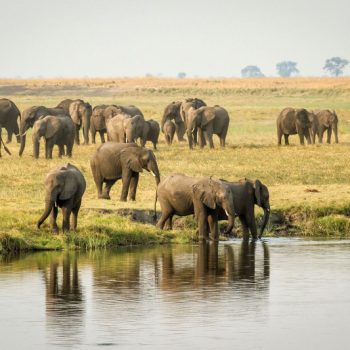 Elephants au bord de la rivière Chobe