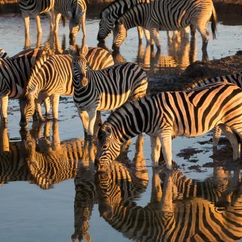 faune etosha