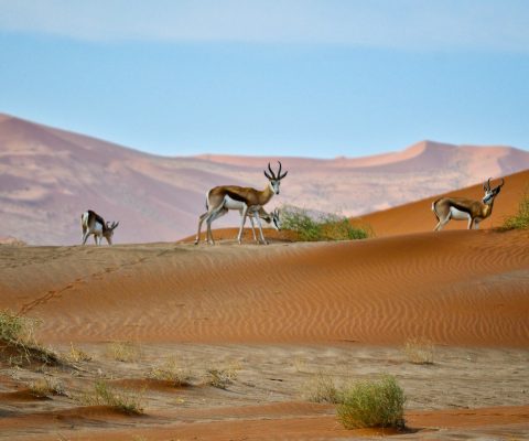 namibie_itineraire