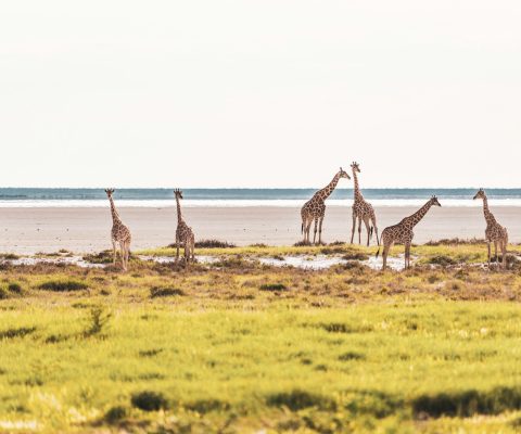 girafes