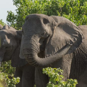 elephant_caprivi