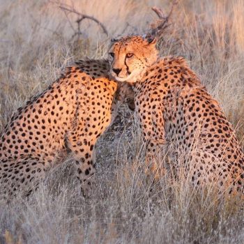 erindi-namibia-wildlife-136