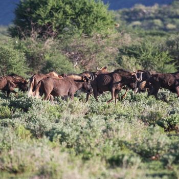 erindi-namibia-wildlife-27