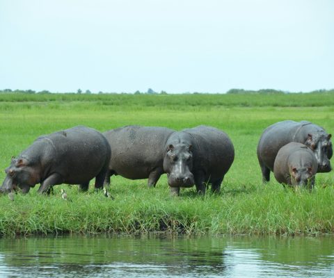 hippo_namibie