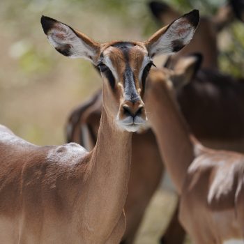 impala_etosha