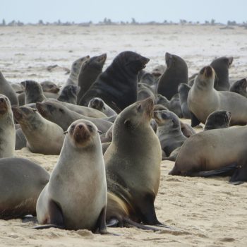 ixabay otaries