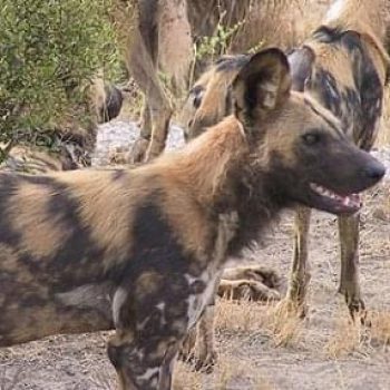 khaudum-wild_dogs
