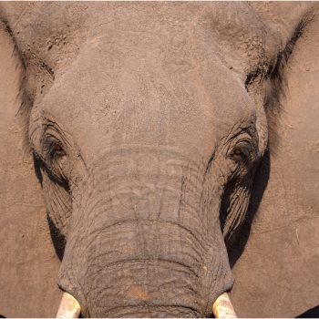 faune namibie