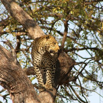 moremi_botswana