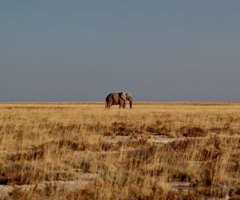 elephant_desert_namibie