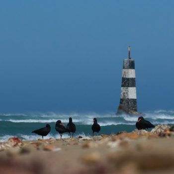 port elizabeth (2)
