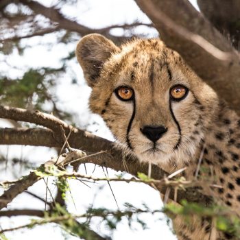 safari_kruger